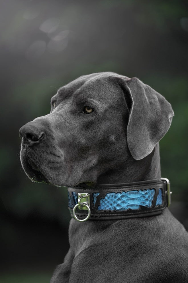 The ''Morelia Python'' leash
